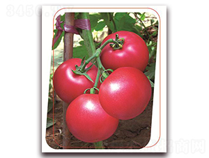 �·�ʿ��-���ѷN��-����(y��u)�r(n��ng)�I(y��)