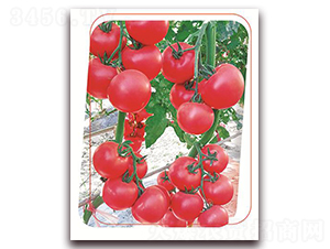 ���з۶�̖(h��o)-���ѷN��-����(y��u)�r(n��ng)�I(y��)