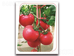 ���з���̖(h��o)-���ѷN��-����(y��u)�r(n��ng)�I(y��)