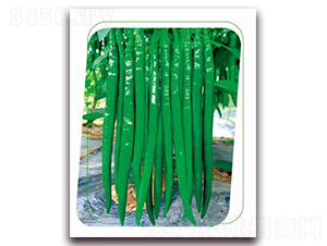 ����55-�����N��-����(y��u)�r(n��ng)�I(y��)