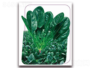 ����6̖-���˷N��-����(y��u)�r(n��ng)�I(y��)