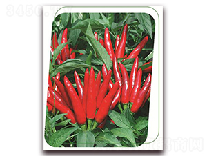 Ⱥ��-�����N��-����(y��u)�r�I(y��)