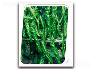 ����5̖-�����N��-����(y��u)�r�I(y��)