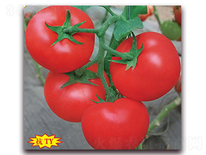 �����-���ѷN��-����(y��u)�r(n��ng)�I(y��)