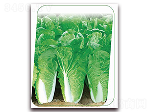 ���v6̖(h��o)-�~�˷N��-����(y��u)�r(n��ng)�I(y��)