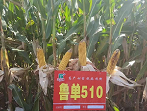 ����510-���׷N��-�A��