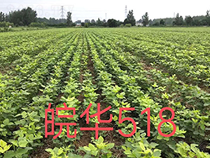 ���A518-�󶹷N��-�A��