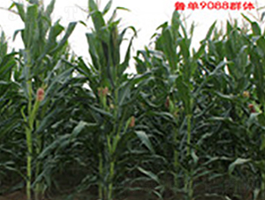 ����9088-���׷N��-�A��