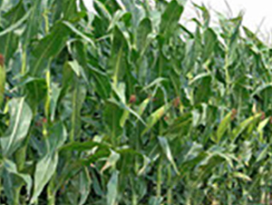 ������7096-���׷N��-�A��