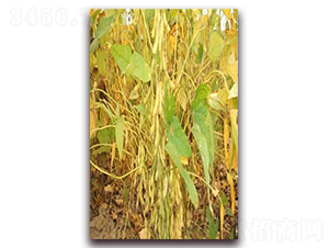 �ʶ�16-�󶹷N��-��Դ�N�I(y��)