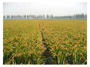 ���S2̖(h��o)�߮a(ch��n)�؉K-�SԴ�N��