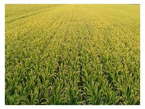 ���S7̖(h��o)ʾ����-�SԴ�N��