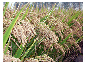 ���S2̖(h��o)�����L(zh��ng)��-�SԴ�N��