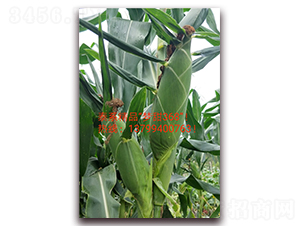 ����368-ˮ�����׷N��-ӳɽ��