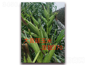 �m��370-ˮ�����׷N��-ӳɽ��