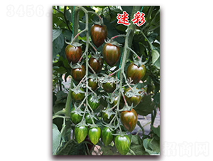 �Բ�-��ɫ���ѷN��-���t�N�I(y��)