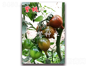 ����-��ɫ���ѷN��-���t�N�I(y��)