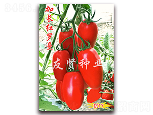 ���L(zh��ng)�t�_��-���͹����ѷN��-���t�N�I(y��)