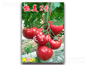 �P��2̖(h��o)-��ɫ���ѷN��-���t�N�I(y��)