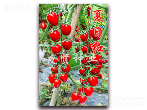 ���ռt-�tɫ����С���ѷN��-���t�N�I(y��)