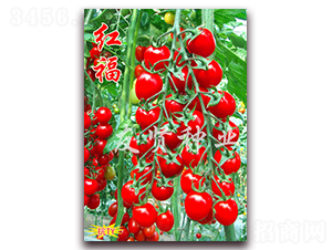 �t��-��TY��������С���ѷN��-���t�N�I(y��)