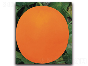 ����t-��ϷN��-�Ƶ���