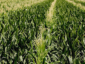 ƽ��134-ƽ���N�I(y��)