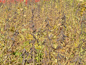 平安豆16號(hào)-平安種業(yè)