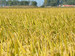 ƽ������17-ƽ���N�I(y��)