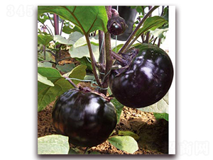 ���t�ڴT-���ӷN��-�ѹ��N�I(y��)