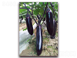 ���I(l��ng)��-���ӷN��-�ѹ��N�I(y��)