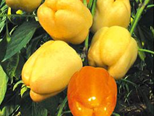 ����ِ-�ʽ��N��-ɣ�r�N�I(y��)