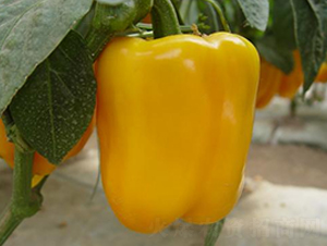 ���x-�ʽ��N��-ɣ�r�N�I(y��)