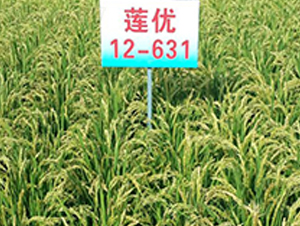 ɏ��(y��u)12-631-ˮ���N��-ɏ�R�r(n��ng)�I(y��)