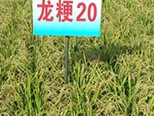 ����20-ˮ���N��-ɏ�R�r(n��ng)�I(y��)