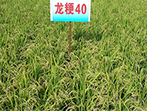 ����40-ˮ���N��-ɏ�R�r�I(y��)