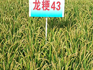 ����43-ˮ���N��-ɏ�R�r�I(y��)