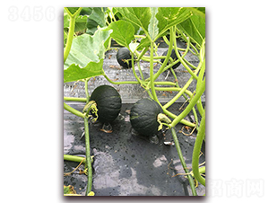 �p��-�ϹϷN��-���\�N��