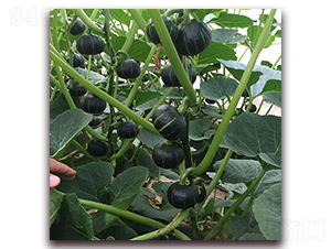 ��ؐ-�ϹϷN��-���\�N��