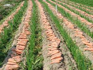 ���t���}��-���}���N��-���\�N��