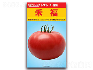 禾福-番茄種子-禾誠種苗