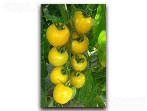 黃玉中型番茄-番茄種子-禾誠種苗