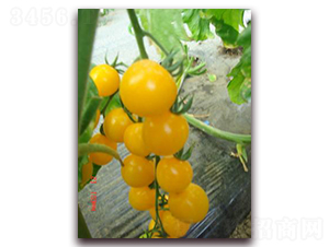 黃妃小番茄-番茄種子-禾誠種苗