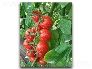 紅玉中型番茄-番茄種子-禾誠種苗