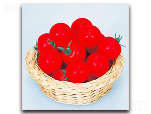 紅妃小番茄-番茄種子-禾誠(chéng)種苗