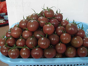 黑妃20小番茄（黑珍珠）F1-番茄種子-禾誠種苗