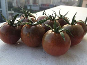 黑妃150番茄F1-番茄種子-禾誠(chéng)種苗