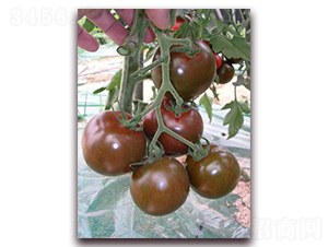 黑妃100小番茄-番茄種子-禾誠種苗