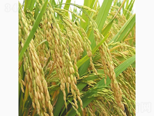 ������-�Rɽ�N�I(y��)