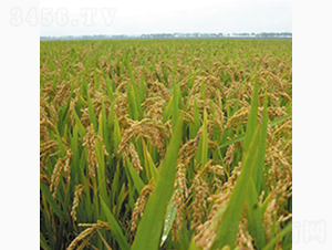 ��ճ��-�Rɽ�N�I(y��)